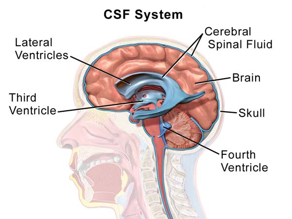 Cerebrospinal System. 