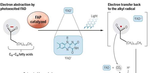 Light-activated enzymatic hydrocarbon production. Credit: (c) A. Kitterman / Science, DOI: 10.1126/science.aao4399