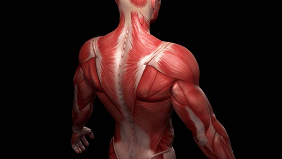 Long-term spaceflights can affect the human muscles (Source: TMR Research Blog)