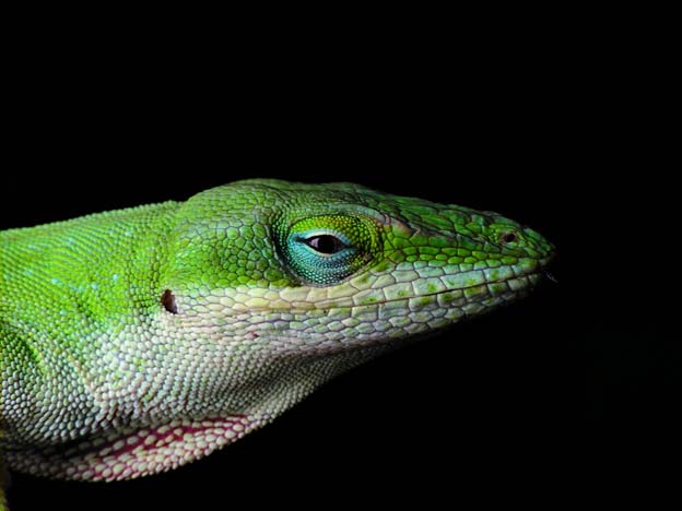 Male Carolina Anole with partially expanded dewlap. 