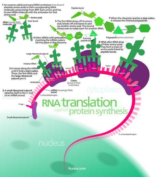 Overview of the translation of eukaryotic messenger RNA