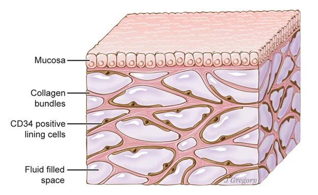 Structure of the interstitium with its different layers — mucosa, collagen bundles and fluid-filled spaces (Source: Public Domain)
