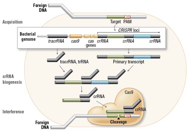 In the acquisition phase, foreign DNA is incorporated into the bacterial genome at the CRISPR loci. CRISPR loci is then transcribed and processed into crRNA during crRNA biogenesis. During interference, Cas9 endonuclease complexed with a crRNA and separate tracrRNA cleaves foreign DNA containing a 20-nucleotide crRNA complementary sequence adjacent to the PAM sequence. (Figure not drawn to scale.)