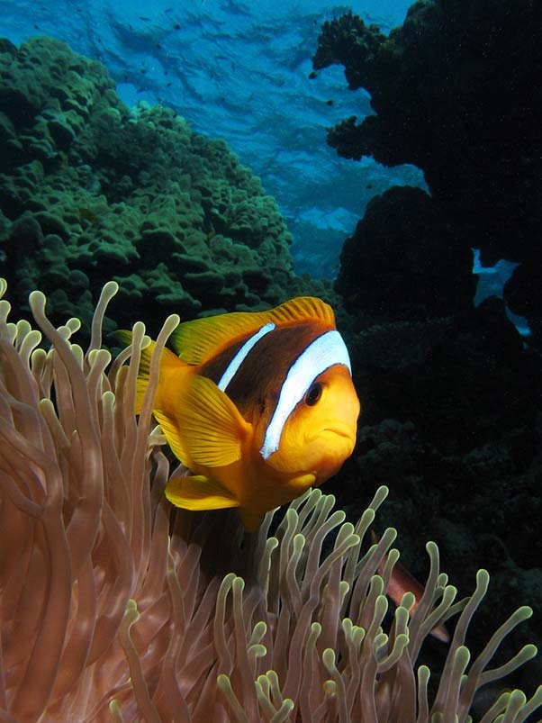 Twoband anemonefish in the Red Sea