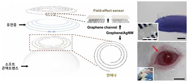 The left-hand figure is newly-developed smart lenses with built-in pressure-sensing and glucose-monitoring sensors. Shown on right is an image of a rabbit, wearing the smart contact lens.