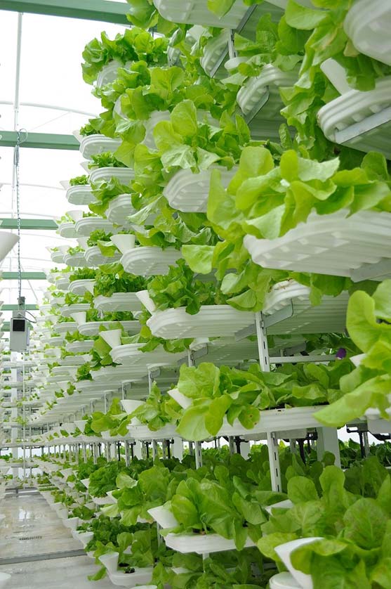 Lettuce grown in indoor vertical farming system.