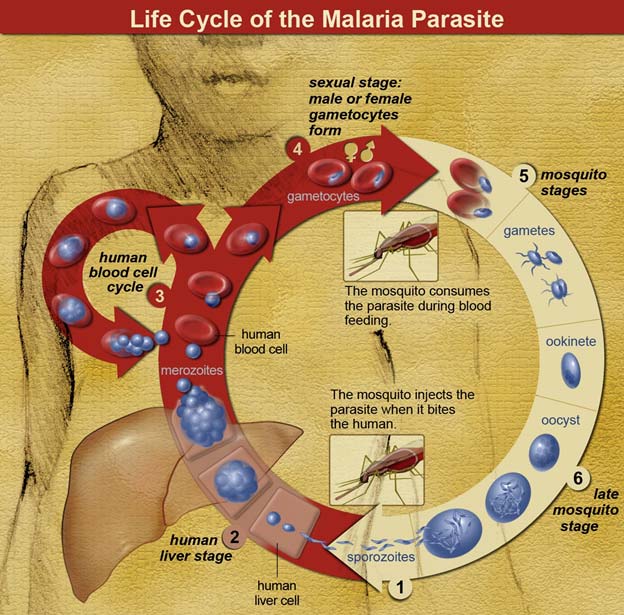 The life cycle of malaria parasites. A mosquito causes an infection by a bite. First, sporozoites enter the bloodstream, and migrate to the liver. They infect liver cells, where they multiply into merozoites, rupture the liver cells, and return to the bloodstream. The merozoites infect red blood cells, where they develop into ring forms, trophozoites and schizonts that in turn produce further merozoites. Sexual forms are also produced, which, if taken up by a mosquito, will infect the insect and continue the life cycle. (Public Domain)