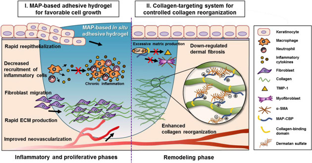 Schematic representation of proposed mechanisms for enhanced in vivo scarless skin regeneration where a natural healing-inspired MAP-based collagen-targeting surgical glue was used. At an early stage, the tightly-sealed adhesive hydrogel can accelerate initial wound healing without provoking chronic inflammation by providing highly compatible environments for reepithelialization, neovascularization, and rapid collagen synthesis. Then, the collagen-targeting glue system can contribute to the prevention of scar formation by controlling collagen fibril growth, tissue-specific reassembly, and by down-regulating the expression of fibrogenic factors during the remodeling phase. 