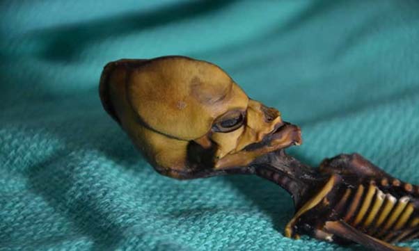 The mummified skeleton of a baby girl found in the Chilean desert in 2003. (Dr Emery Smith)