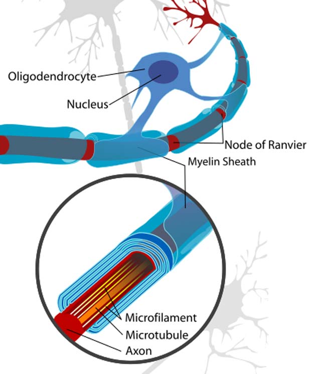 A neuron cell diagram, cropped to show oligodendrocyte and myelin sheath.