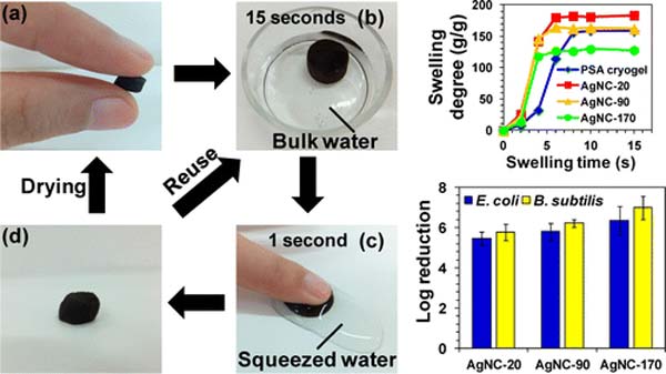 This paper reports the preparation of poly(sodium acrylate) (PSA) cryogels decorated with silver nanoparticles (AgNPs) for point-of-use (POU) water disinfection. The PSA/Ag cryogels combine the high porosity, excellent mechanical and water absorption properties of cryogels, and uniform dispersion of fine AgNPs on the cryogel pore surface for rapid disinfection with minimal Ag release (<100 μg L–1). They were used in a process that employed their ability to absorb water, which subsequently could be released via application of mild pressure. Their antibacterial performance was evaluated based on the disinfection efficacies of E. coli and B. subtilis. The PSA/Ag cryogels had excellent disinfection efficacies showing close to a 3 log reduction of viable bacteria after a brief 15 s contact time. They were highly reusable as there was no significant difference in the disinfection efficacies over five cycles of operation. The biocidal action of the PSA/Ag cryogels is believed to be dominated by surface-controlled mechanisms that are dependent on direct contact of the interface of PSA/Ag cryogels with the bacterial cells. The PSA/Ag cryogels are thought to offer a simpler approach for drinking water disinfection in disaster relief applications. 