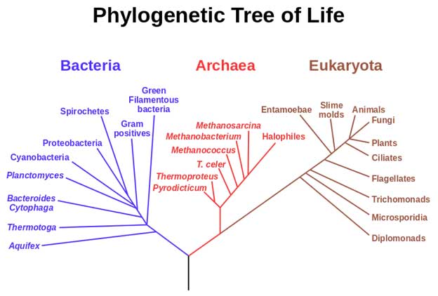 A phylogenetic tree of living things, based on RNA data and proposed by Carl Woese, showing the separation of bacteria, archaea, and eukaryotes. Trees constructed with other genes are generally similar, although they may place some early-branching groups very differently, thanks to long branch attraction