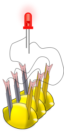 Diagram showing three lemon cells wired together so that they energize the red light emitting diode (LED) at the top. Each individual lemon has a zinc electrode and a copper electrode inserted into it; the zinc is colored gray in the diagram. The slender lines drawn between the electrodes and the LED represent the wires.
