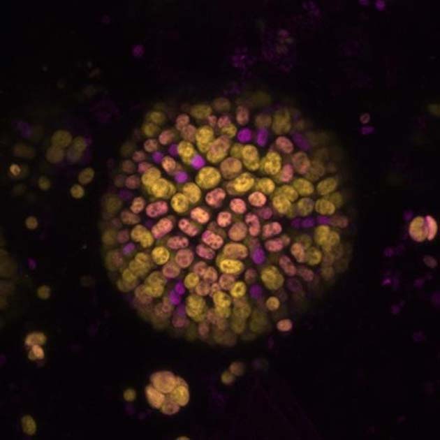 A colony of cyanobacteria used in this project, colored according to the chlorophyll variant used per cell (yellow: f, magenta: a). (Source: Dennis Nuernberg)