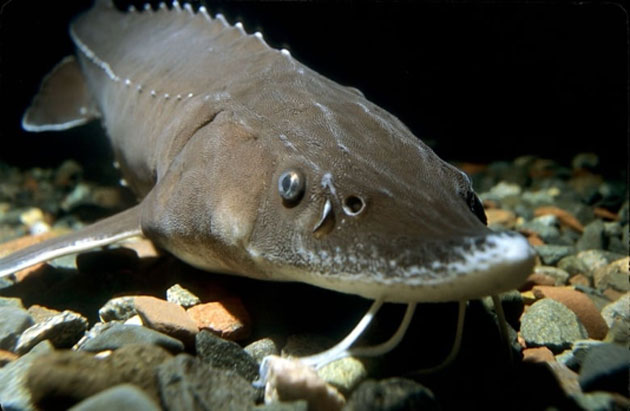 A lake sturgeon swims in the Great Lakes. Freshwater ecosystems have seen some of the highest declines in wildlife populations globally, the WWF reports. (Source: Engbretson Underwater Photography)