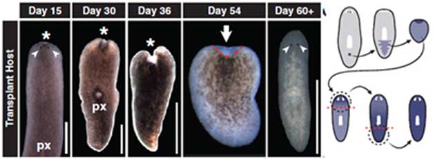 A study conducted by Wagner et al., a few years ago, showing the regeneration of an entire flatworm from a single adult cell. (Source: Wagner et al., 2011)