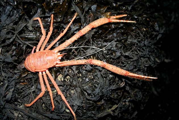 A subtype of squat lobster was also discovered as part of the study. (Source: Des Colhoun/Geograph.org.uk)