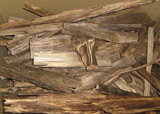 Agarwood and its resin is a component of many fine perfumes. (Source: Public Domain)