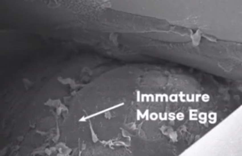 Bioprosthetic ovary. By removing a female mouse’s ovary and replacing it with a bioprosthetic ovary, the mouse was able to not only ovulate but also give birth to healthy pups. The moms were even able to nurse their young.