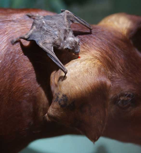 Common vampire bat, D. rotundus, feeding on animal blood (Source: Public Domain)