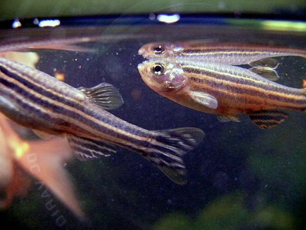 Danio rerio is a popular model organism in biological and medical research. (Source: Pogrebnoj-Alexandroff @ Wikimedia Commons)