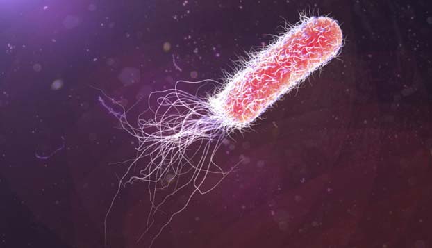 E. coli have the capacity to store data in the form of DNA sequences. (Source: Shutterstock)