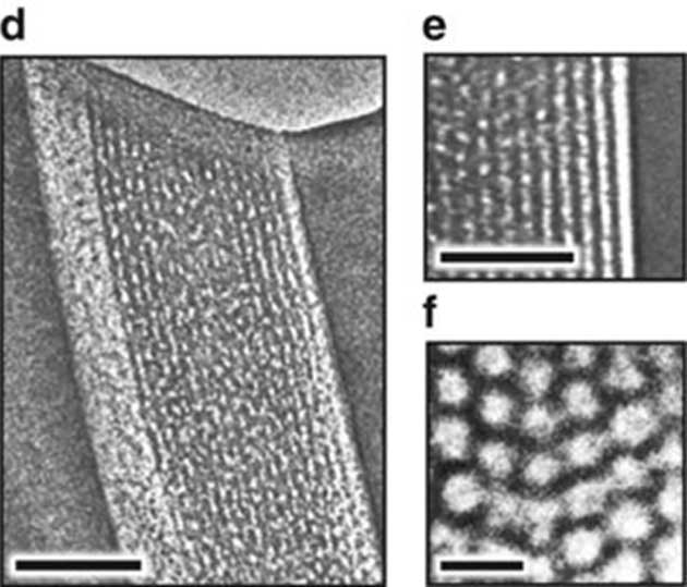 Electron-microscopy images of the ‘memzyme’ with its array of pores. (Source: Y. Fu, et al. (2018))