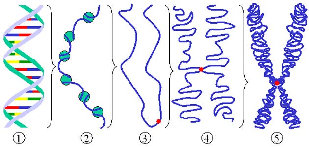 Genes that are far removed from each other in a linear strand of DNA can still potentially interact due to their proximity in the complex, twisted structure of a chromosome. (Source: Public Domain)