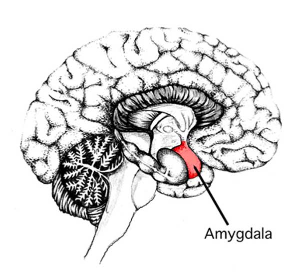 Illustration pointing to the amygdala of the brain. Certain regions of this part are believed to be responsible for tastes such as sweet and bitter. (Source: Wikipedia)
