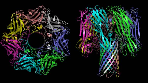 Individual alpha-toxin units form a complex of about seven units each to form one pore. (Source: By Bassophile at the English language Wikipedia)