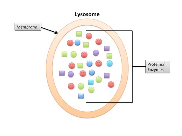 Lysosomes may also contain enzymes that digest their contents. (Source: lumoreno @ Wikimedia Commons)