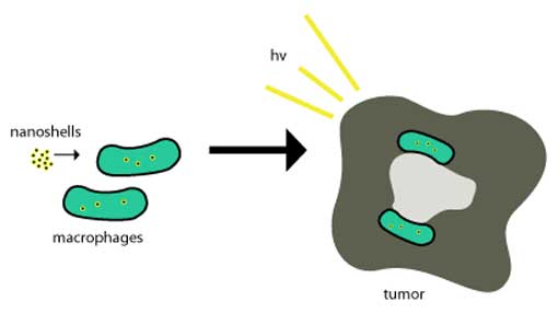 Nanoshells taken into tumors. 