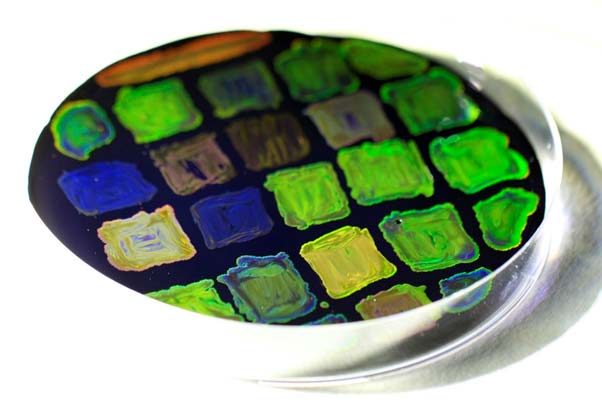 Petri dish showing the colors of flavobacteria. (Source: University of Cambridge and Hoekmine BV)
