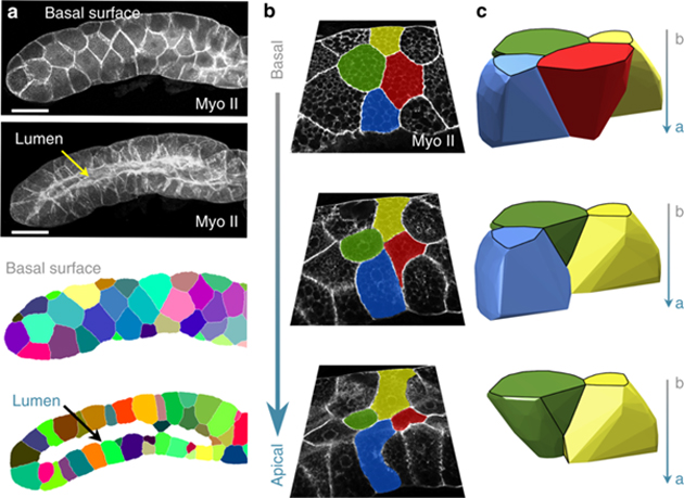 SEM images processed to show cellular geometry showing cells of the new, scutoid shape making up a fruit-fly salivary gland. (Source: Credit: P. Gómez-Gálvez, et al., 2018)