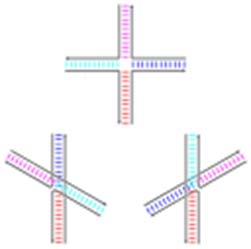 Schematic diagrams of the three base-stacking conformational isomers of the Holliday junction. By Antony-22 (Own work)