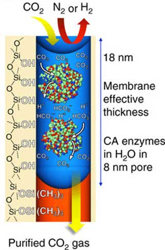 Schematic from the Nature Communications paper showing how a singular pore isolates CO2. (Source: Credit: Y. Fu, et al. (2018))