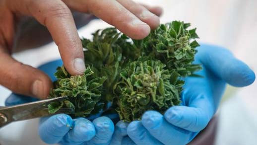 Scientists in Israel investigating the applications of cannabis for cancer treatment. (Source: Jack Guez/AFP, Getty Images)