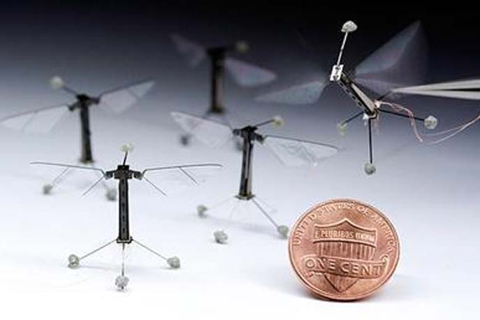 Several RoboBees sit on the ground next to a 19 mm-diameter United States penny, while another is held in tweezers with the wings activated. (Fair Use)