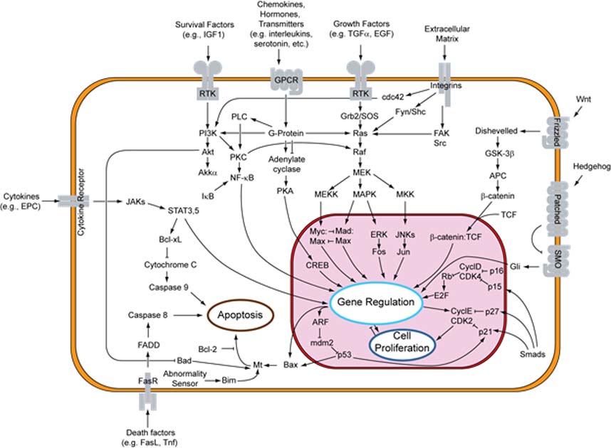 Signal transduction pathway