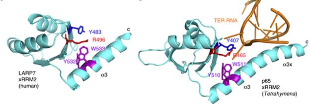 Some of the LARP7 and p65 protein structures, both of which exhibit xRRM2. (Source: A. K. Mennie, et al., 2018)