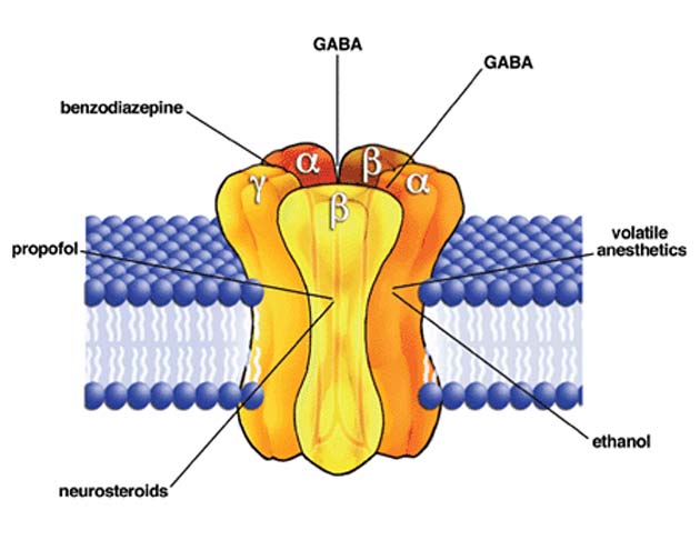 The GABA-A receptor has multiple binding sites for a variety of different compounds, including BZDs, some anesthetics, steroids and GABA itself. (Source: David M. Lovinger/Wikimedia Commons)