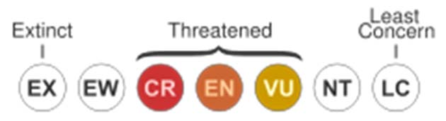 The IUCN’s Red List ranking scheme. (Source: Wikimedia Commons)