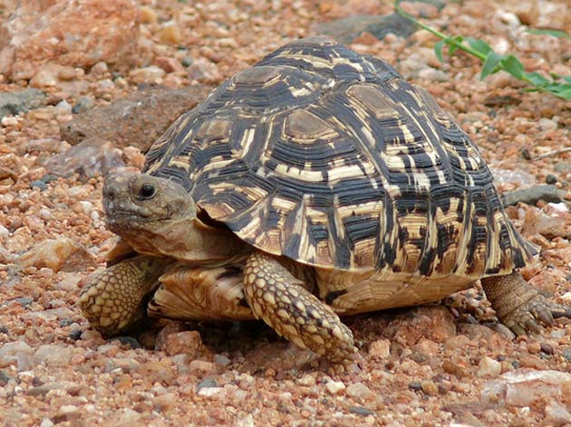 The capsule’s shape was based on the shell of the leopard tortoise (Stigmochelys pardalis), which allows the animal to passively re-orient itself. (Source: Bernard Dupont/Flickr)