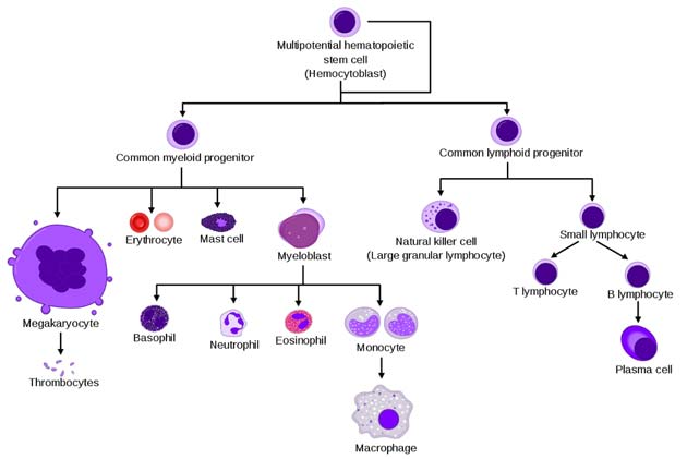 The hematopoietic stem cell niche and how it typically differentiates. (Source: Wikimedia Commons)