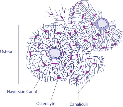 The microstructure of bone tissue, showing how bone cells (or osteocytes) are placed within it. (Credit: BDB - Gray’s Anatomy of the Human Body from the classic 1918 publication available online at bartleby.com). Colored and modified using Adobe Illustrator. (Source: Wikimedia Commons)