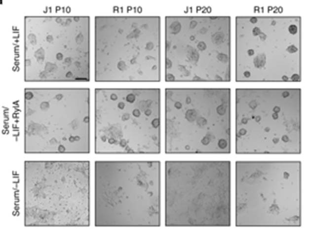 The morphological analysis of serum/LIF+ treated stem cells, compared with serum/royalactin+ cells and stem cells placed in serum/LIF- medium. The latter have differentiated, whereas the other two groups have retained the basic, round stem-cell shape. (Source: D.C. Wan et al, 2018)