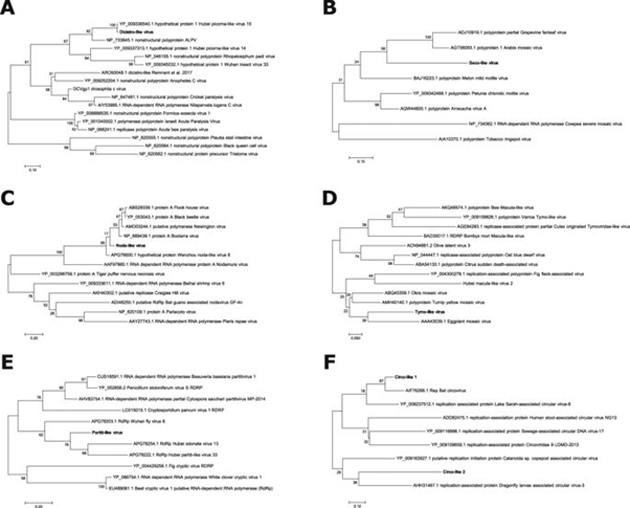 The phylogenetic analysis for some of the novel viruses found in the study’s samples. (Source: D. A. Galbraith et al., 2018)