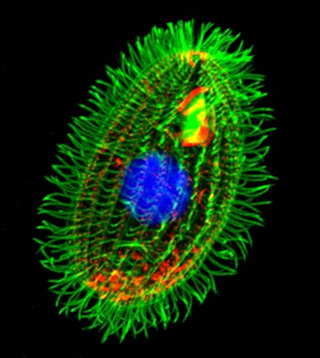 The stained cell of protozoan, Tetrahymena thermophile. The scientists evaluated this organism’s telomerase activity, as part of their study. (Source: Dr. Muthugapatti Kandasamy, Director of the Biomedical Microscopy Core, University of Georgia)