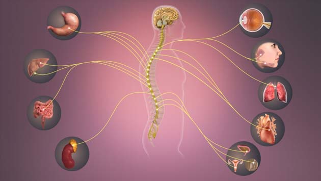 The sympathetic nervous system also serves many other organs and processes in the body. (Source: Wikimedia Commons)