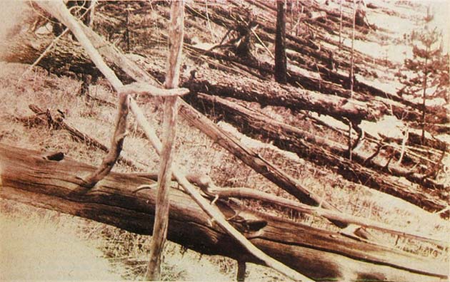 Trees blown flat in the area around Tunguska after the ‘Event.’ (Source: Wikimedia Commons)